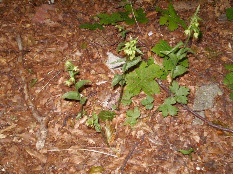 Epipactis persica subsp gracilis  e Epipactis atrorubens